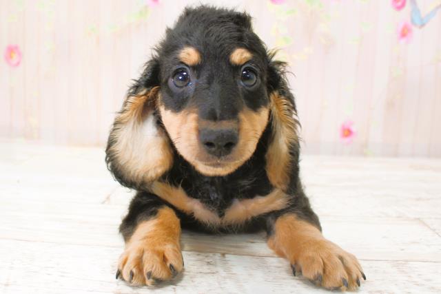 北海道のカニンヘンダックスフンド(ロング) (Coo&RIKU岩見沢店/2025年9月29日生まれ/男の子/ブラックタン)の子犬の1枚目の画像