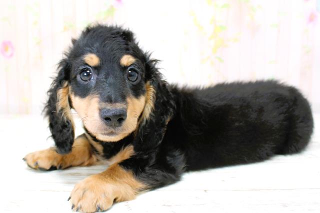 北海道のカニンヘンダックスフンド(ロング) (Coo&RIKU岩見沢店/2025年9月29日生まれ/男の子/ブラックタン)の子犬の2枚目の画像