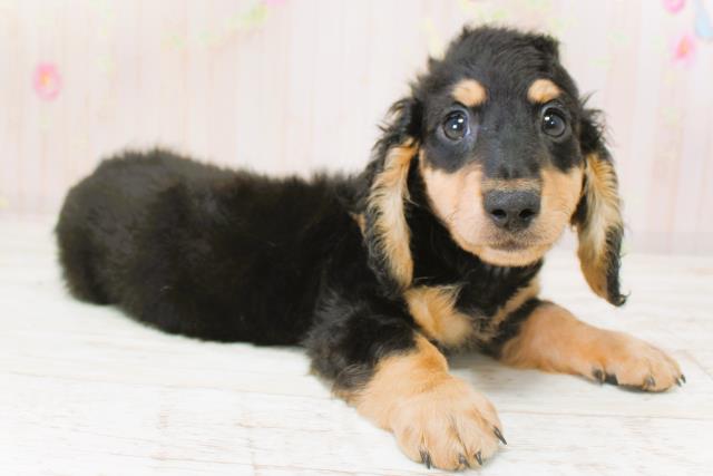 北海道のカニンヘンダックスフンド(ロング) (Coo&RIKU岩見沢店/2025年9月29日生まれ/男の子/ブラックタン)の子犬の3枚目の画像