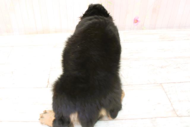 北海道のカニンヘンダックスフンド(ロング) (Coo&RIKU岩見沢店/2025年9月29日生まれ/男の子/ブラックタン)の子犬の4枚目の画像