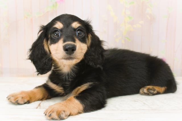 北海道のカニンヘンダックスフンド(ロング) (Coo&RIKU釧路店/2025年9月29日生まれ/女の子/ブラックタン)の子犬の2枚目の画像