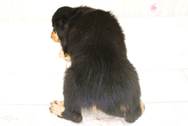 北海道のカニンヘンダックスフンド(ロング) (Coo&RIKU釧路店/2025年9月29日生まれ/女の子/ブラックタン)の子犬の4枚目の画像