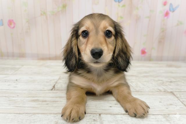 北海道のカニンヘンダックスフンド(ロング) (Coo&RIKU岩見沢店/2025年9月29日生まれ/女の子/シェーデットイエロー)の子犬の1枚目の画像