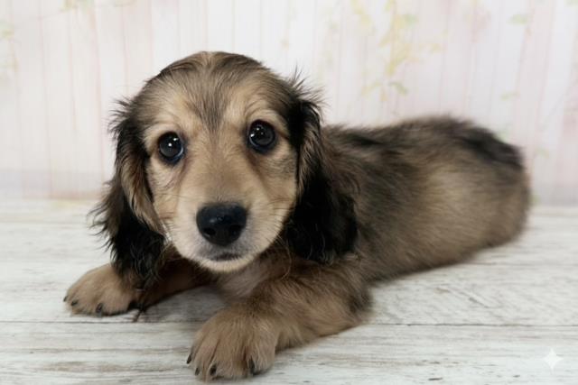 北海道のカニンヘンダックスフンド(ロング) (Coo&RIKU岩見沢店/2025年9月29日生まれ/女の子/シェーデットイエロー)の子犬の2枚目の画像