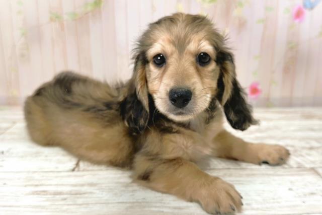 北海道のカニンヘンダックスフンド(ロング) (Coo&RIKU岩見沢店/2025年9月29日生まれ/女の子/シェーデットイエロー)の子犬の3枚目の画像