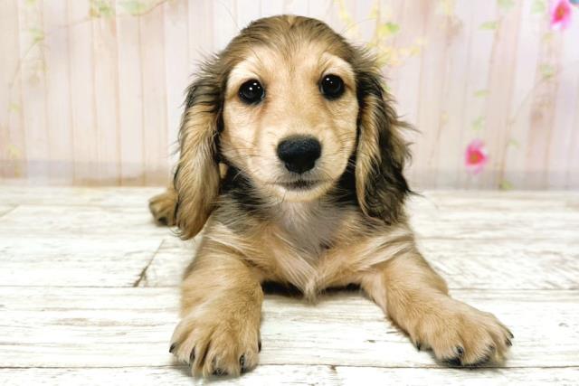 北海道のカニンヘンダックスフンド(ロング) (Coo&RIKU函館店/2025年9月29日生まれ/女の子/シェーデットイエロー)の子犬の1枚目の画像