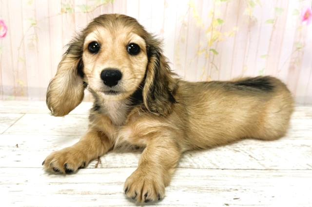 北海道のカニンヘンダックスフンド(ロング) (Coo&RIKU函館店/2025年9月29日生まれ/女の子/シェーデットイエロー)の子犬の2枚目の画像