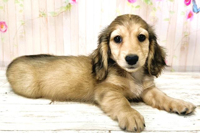 北海道のカニンヘンダックスフンド(ロング) (Coo&RIKU函館店/2025年9月29日生まれ/女の子/シェーデットイエロー)の子犬の3枚目の画像