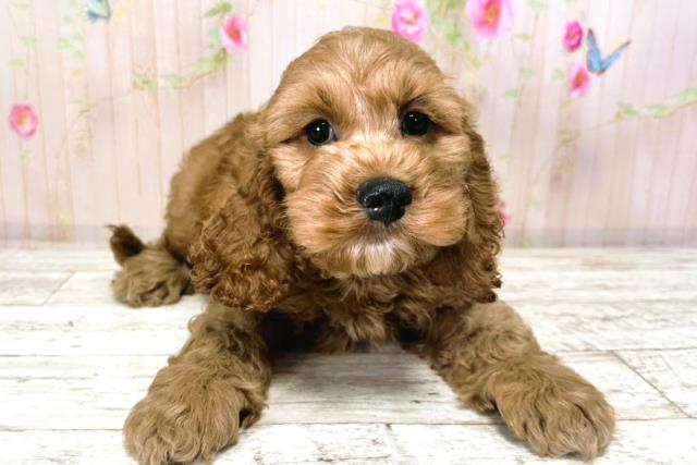 北海道のコッカプー(アメリカンコッカースパニエル×プードル) (Coo&RIKU函館店/2025年9月24日生まれ/男の子/アプリコット)の子犬の1枚目の画像