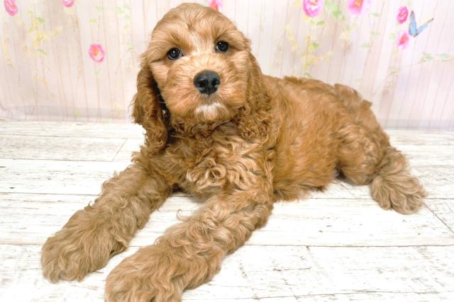 北海道のコッカプー(アメリカンコッカースパニエル×プードル) (Coo&RIKU函館店/2025年9月24日生まれ/男の子/アプリコット)の子犬の2枚目の画像