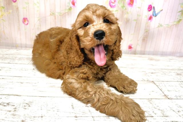 北海道のコッカプー(アメリカンコッカースパニエル×プードル) (Coo&RIKU函館店/2025年9月24日生まれ/男の子/アプリコット)の子犬の3枚目の画像