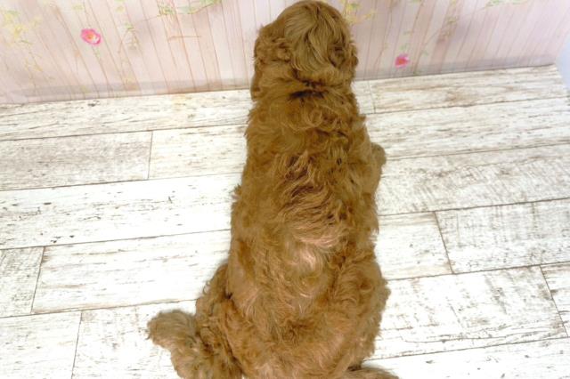 北海道のコッカプー(アメリカンコッカースパニエル×プードル) (Coo&RIKU函館店/2025年9月24日生まれ/男の子/アプリコット)の子犬の4枚目の画像