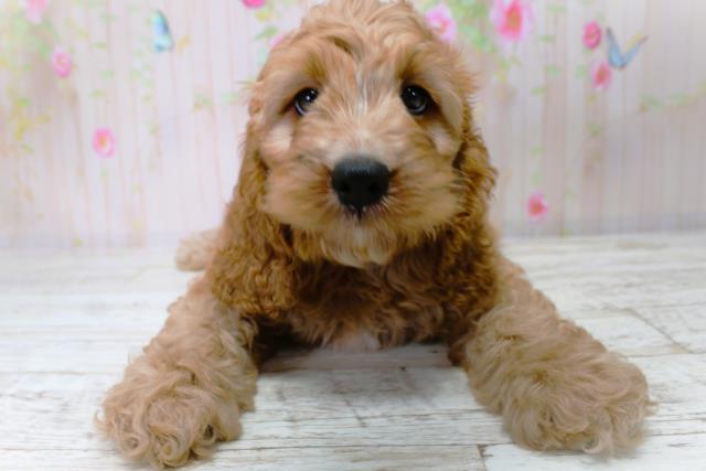 北海道のコッカプー(アメリカンコッカースパニエル×プードル) (Coo&RIKU釧路店/2025年9月24日生まれ/男の子/アプリコット)の子犬