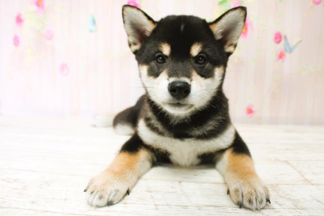 北海道の柴犬(標準サイズ) (Coo&RIKU函館店/2025年9月23日生まれ/男の子/黒)の子犬の1枚目の画像