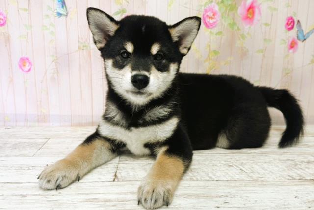 北海道の柴犬(標準サイズ) (Coo&RIKU函館店/2025年9月23日生まれ/男の子/黒)の子犬の2枚目の画像