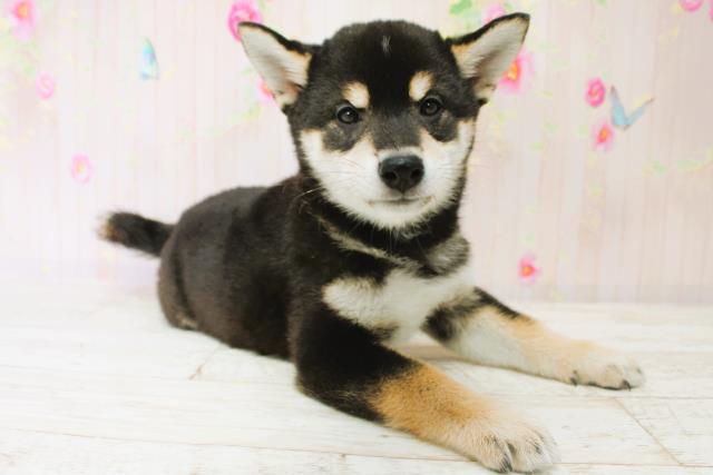 北海道の柴犬(標準サイズ) (Coo&RIKU函館店/2025年9月23日生まれ/男の子/黒)の子犬の3枚目の画像