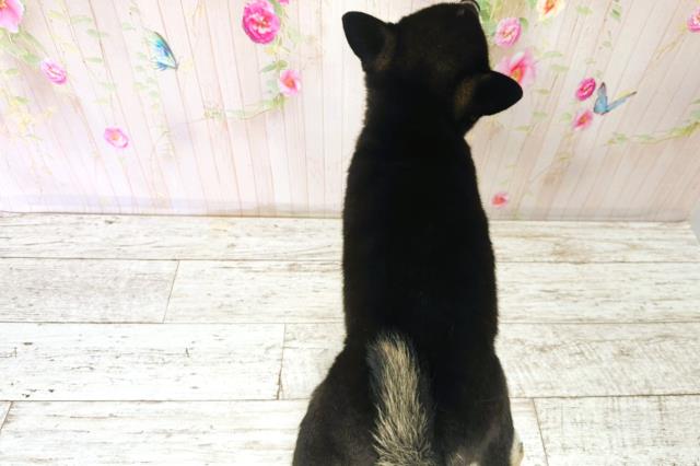北海道の柴犬(標準サイズ) (Coo&RIKU函館店/2025年9月23日生まれ/男の子/黒)の子犬の4枚目の画像