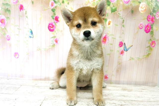 北海道の柴犬(標準サイズ) (Coo&RIKU函館店/2025年9月23日生まれ/女の子/赤)の子犬の1枚目の画像