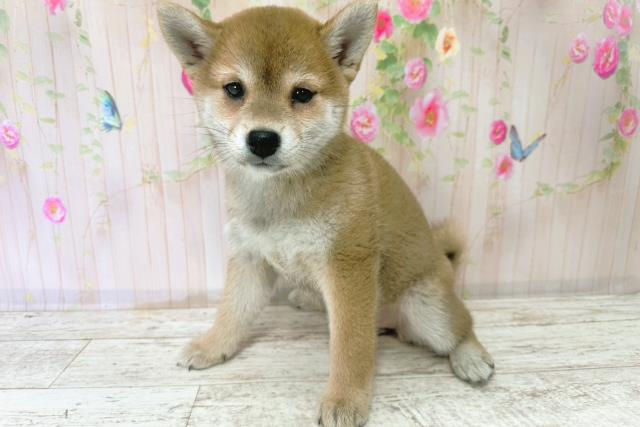 北海道の柴犬(標準サイズ) (Coo&RIKU函館店/2025年9月23日生まれ/女の子/赤)の子犬の2枚目の画像