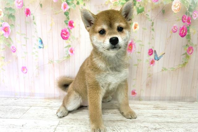 北海道の柴犬(標準サイズ) (Coo&RIKU函館店/2025年9月23日生まれ/女の子/赤)の子犬の3枚目の画像