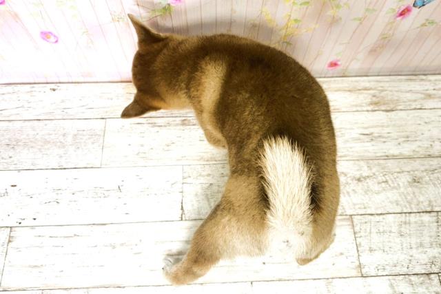 北海道の柴犬(標準サイズ) (Coo&RIKU函館店/2025年9月23日生まれ/女の子/赤)の子犬の4枚目の画像