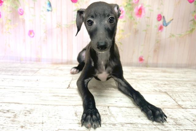 北海道のイタリアングレーハウンド (Coo&RIKU釧路店/2025年9月1日生まれ/男の子/ブラックホワイト)の子犬の1枚目の画像