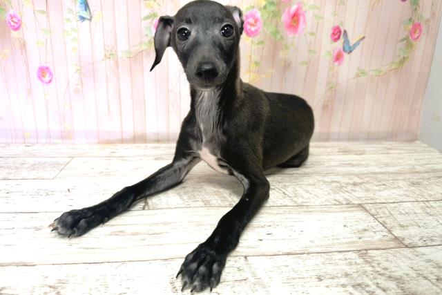 北海道のイタリアングレーハウンド (Coo&RIKU釧路店/2025年9月1日生まれ/男の子/ブラックホワイト)の子犬の2枚目の画像