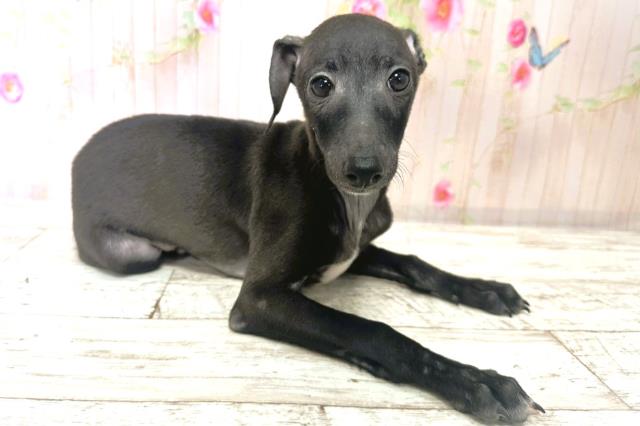 北海道のイタリアングレーハウンド (Coo&RIKU釧路店/2025年9月1日生まれ/男の子/ブラックホワイト)の子犬の3枚目の画像