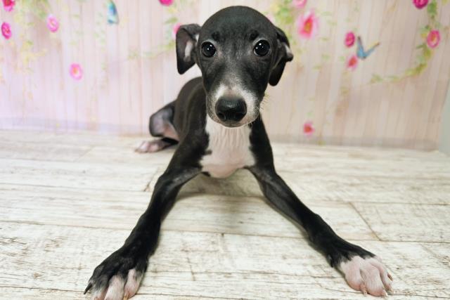 北海道のイタリアングレーハウンド (Coo&RIKU岩見沢店/2025年9月1日生まれ/男の子/ブラックホワイト)の子犬の1枚目の画像