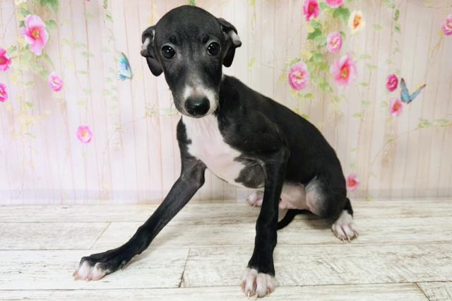 北海道のイタリアングレーハウンド (Coo&RIKU岩見沢店/2025年9月1日生まれ/男の子/ブラックホワイト)の子犬の2枚目の画像