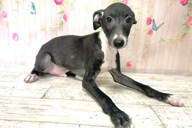 北海道のイタリアングレーハウンド (Coo&RIKU岩見沢店/2025年9月1日生まれ/男の子/ブラックホワイト)の子犬の3枚目の画像