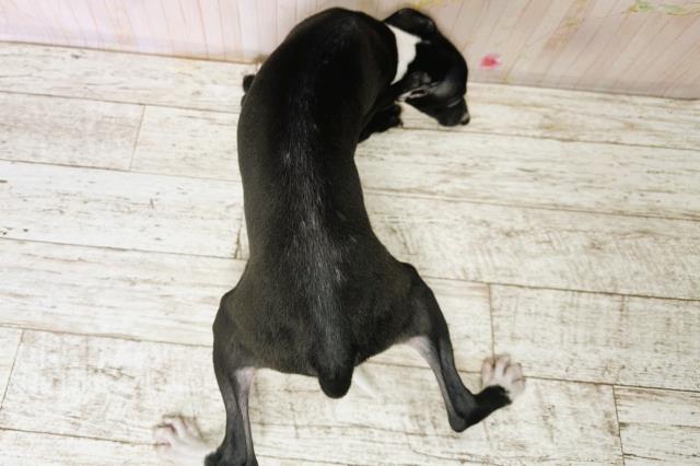 北海道のイタリアングレーハウンド (Coo&RIKU岩見沢店/2025年9月1日生まれ/男の子/ブラックホワイト)の子犬の4枚目の画像