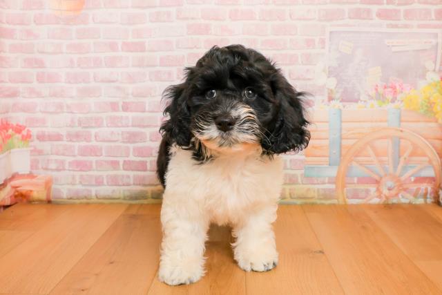 青森県のハーフ犬・ミックス犬 (Coo&RIKU弘前店/2025年9月22日生まれ/男の子/ホワイトブラック)の子犬の1枚目の画像