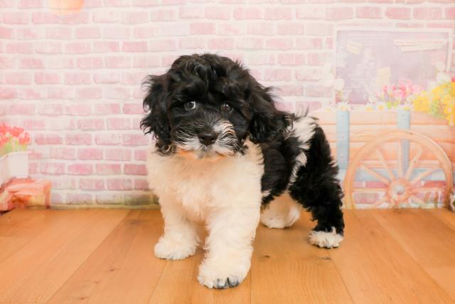 青森県のハーフ犬・ミックス犬 (Coo&RIKU弘前店/2025年9月22日生まれ/男の子/ホワイトブラック)の子犬の2枚目の画像