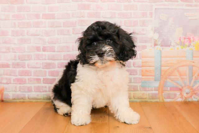 青森県のハーフ犬・ミックス犬 (Coo&RIKU弘前店/2025年9月22日生まれ/男の子/ホワイトブラック)の子犬の3枚目の画像