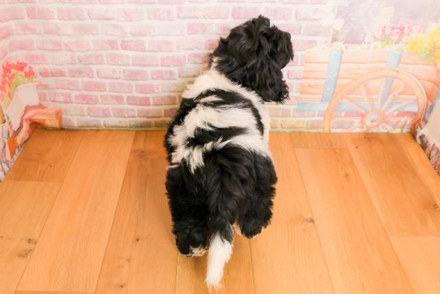 青森県のハーフ犬・ミックス犬 (Coo&RIKU弘前店/2025年9月22日生まれ/男の子/ホワイトブラック)の子犬の4枚目の画像