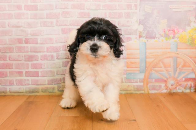 宮城県のハーフ犬・ミックス犬 (Coo&RIKU仙台太白店/2025年9月22日生まれ/女の子/ホワイトブラック)の子犬の1枚目の画像