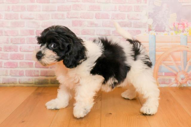 宮城県のハーフ犬・ミックス犬 (Coo&RIKU仙台太白店/2025年9月22日生まれ/女の子/ホワイトブラック)の子犬の2枚目の画像