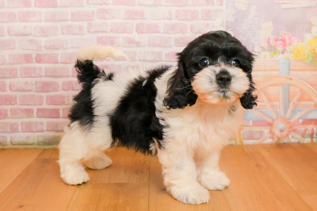 宮城県のハーフ犬・ミックス犬 (Coo&RIKU仙台太白店/2025年9月22日生まれ/女の子/ホワイトブラック)の子犬の3枚目の画像