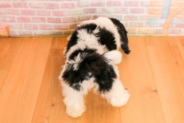 宮城県のハーフ犬・ミックス犬 (Coo&RIKU仙台太白店/2025年9月22日生まれ/女の子/ホワイトブラック)の子犬の4枚目の画像