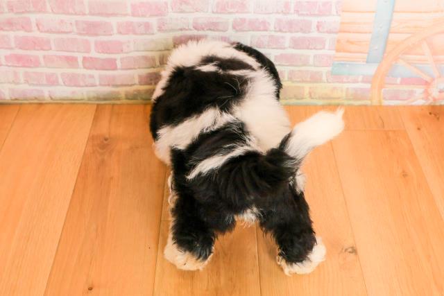 岩手県のハーフ犬・ミックス犬 (Coo&RIKU岩手盛岡店/2025年9月22日生まれ/女の子/ホワイトブラック)の子犬の4枚目の画像