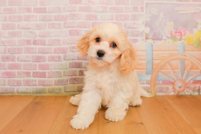 岩手県のハーフ犬・ミックス犬 (Coo&RIKU一関店/2025年9月22日生まれ/女の子/ホワイトクリーム)の子犬の1枚目の画像