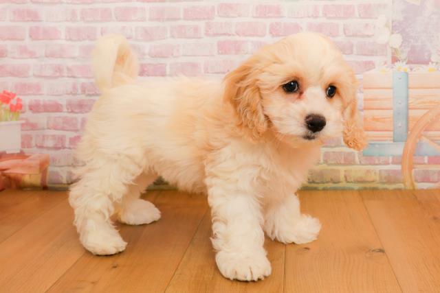 岩手県のハーフ犬・ミックス犬 (Coo&RIKU一関店/2025年9月22日生まれ/女の子/ホワイトクリーム)の子犬の3枚目の画像