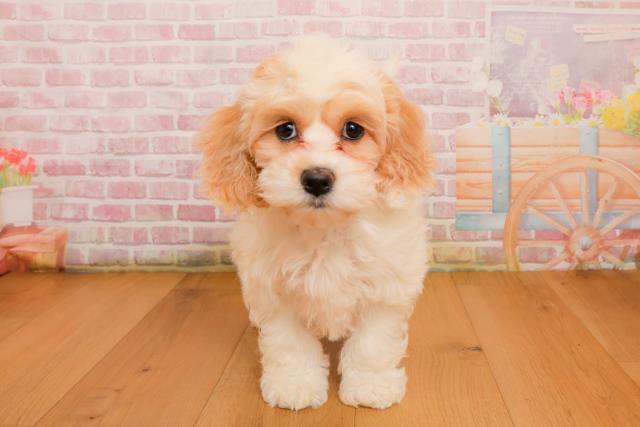 宮城県のハーフ犬・ミックス犬 (Coo&RIKUイオンタウン古川店/2025年9月22日生まれ/女の子/ホワイトクリーム)の子犬の1枚目の画像
