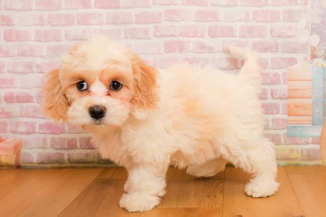 宮城県のハーフ犬・ミックス犬 (Coo&RIKUイオンタウン古川店/2025年9月22日生まれ/女の子/ホワイトクリーム)の子犬の2枚目の画像