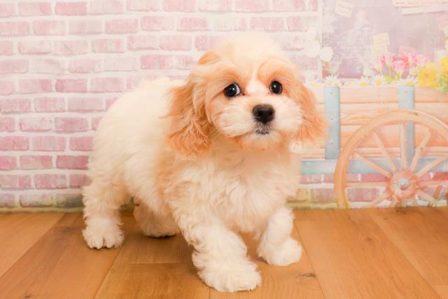 宮城県のハーフ犬・ミックス犬 (Coo&RIKUイオンタウン古川店/2025年9月22日生まれ/女の子/ホワイトクリーム)の子犬の3枚目の画像