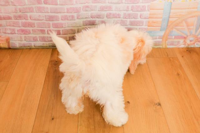 宮城県のハーフ犬・ミックス犬 (Coo&RIKUイオンタウン古川店/2025年9月22日生まれ/女の子/ホワイトクリーム)の子犬の4枚目の画像