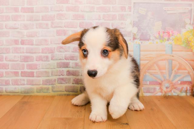 青森県のウェルシュコーギーペンブローク (Coo&RIKU弘前店/2025年9月23日生まれ/男の子/ブラックタンホワイト)の子犬の1枚目の画像