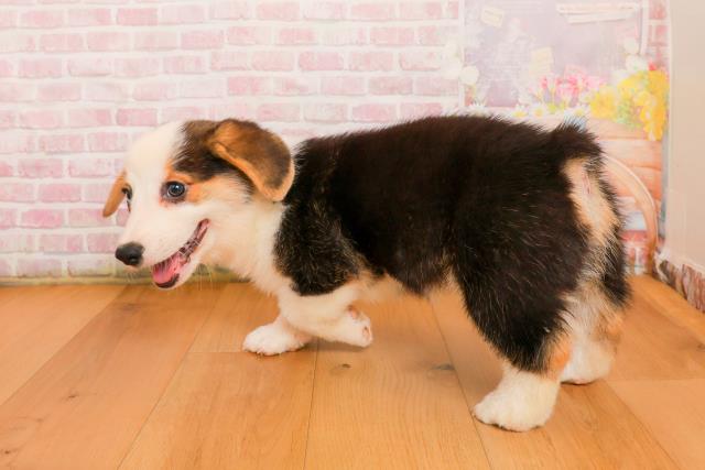 青森県のウェルシュコーギーペンブローク (Coo&RIKU弘前店/2025年9月23日生まれ/男の子/ブラックタンホワイト)の子犬の2枚目の画像