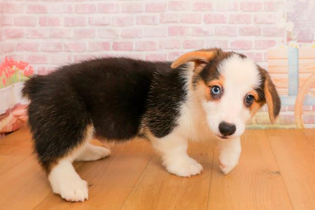 青森県のウェルシュコーギーペンブローク (Coo&RIKU弘前店/2025年9月23日生まれ/男の子/ブラックタンホワイト)の子犬の3枚目の画像